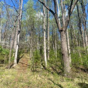 Photo #4 of 2728 E Branch Loop, Roseland, VA 101.6 acres