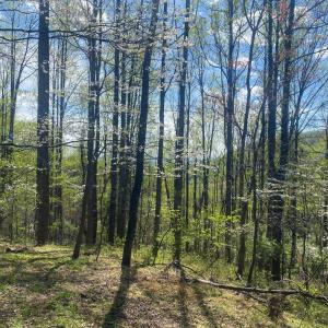 Photo #36 of 2728 E Branch Loop, Roseland, VA 101.6 acres