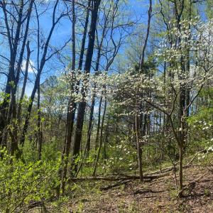 Photo #7 of 2728 E Branch Loop, Roseland, VA 101.6 acres