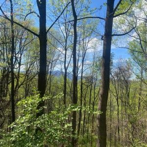 Photo #37 of 2728 E Branch Loop, Roseland, VA 101.6 acres