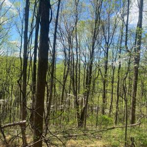 Photo #39 of 2728 E Branch Loop, Roseland, VA 101.6 acres