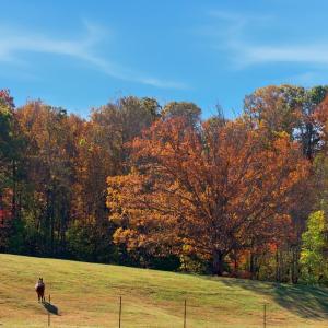 Photo #54 of 1159 Cedar Gate Road, Monroe, VA 9.3 acres