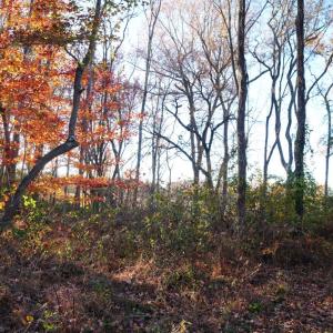 Photo #56 of 10188 Stage Coach Road, Nathalie, VA 2.9 acres