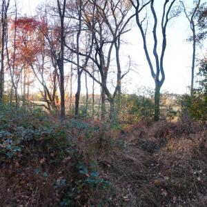 Photo #57 of 10188 Stage Coach Road, Gretna, VA 2.9 acres