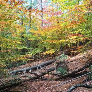 Photo #59 of 125 River Breeze Court, Howardsville, VA 10.2 acres