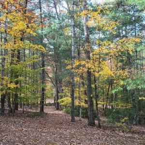 Photo #62 of 125 River Breeze Court, Howardsville, VA 10.2 acres