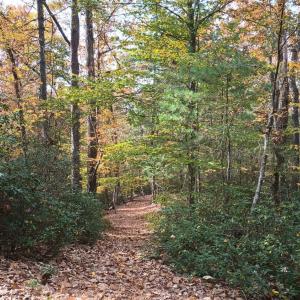 Photo #61 of 125 River Breeze Court, Howardsville, VA 10.2 acres