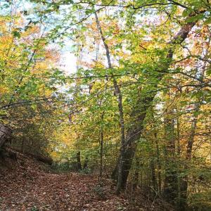 Photo #58 of 125 River Breeze Court, Howardsville, VA 10.2 acres