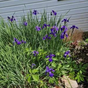 Photo #50 of 1618 Quaker Church Road, Bedford, VA 3.0 acres