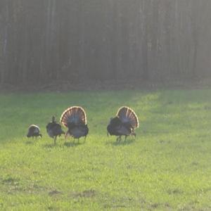 Photo #98 of 5050 Falkland Road, Scottsburg, VA 159.2 acres