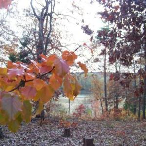 Photo #93 of 5050 Falkland Road, Scottsburg, VA 159.2 acres