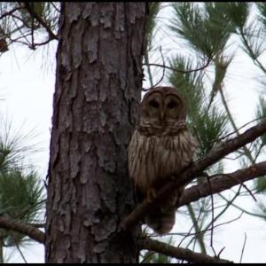 Photo #96 of 5050 Falkland Road, Scottsburg, VA 159.2 acres