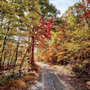 Photo #91 of 5050 Falkland Road, Scottsburg, VA 159.2 acres