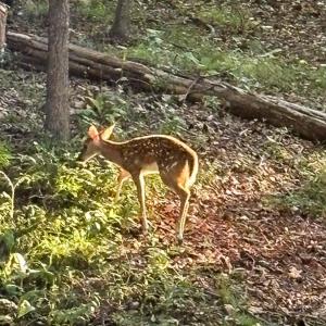 Photo #82 of 409 Lake Vista Drive, Forest, VA 1.0 acres