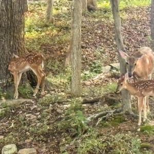 Photo #81 of 409 Lake Vista Drive, Forest, VA 1.0 acres