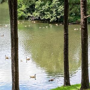 Photo #98 of 409 Lake Vista Drive, Forest, VA 1.0 acres