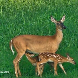 Photo #51 of 1872 Wards Road, Hurt, VA 4.3 acres