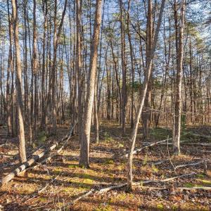 Photo #54 of 1510 Beacon Hill Rd A, Afton, VA 7.7 acres