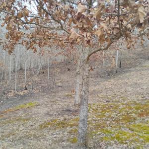 Photo #45 of 4183 TYE RIVER Road, Amherst, VA 5.0 acres