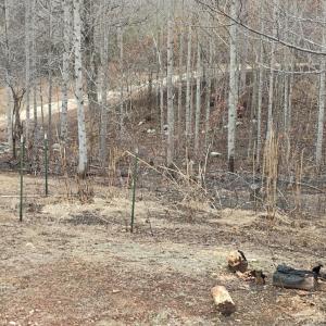 Photo #44 of 4183 TYE RIVER Road, Amherst, VA 5.0 acres