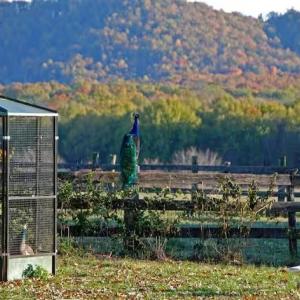 Photo #88 of 2416 Lowesville Road, Amherst, VA 5.9 acres