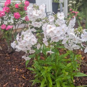 Photo #62 of 3906 Royal Boulevard, Lynchburg, VA 0.2 acres