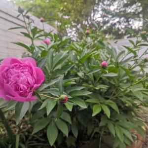 Photo #61 of 3906 Royal Boulevard, Lynchburg, VA 0.2 acres