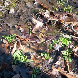 Photo #75 of 3901 Midland Rd, Wingina, VA 6.4 acres