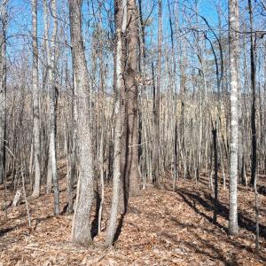 Photo #12 of 3901 Midland Rd, Wingina, VA 6.4 acres