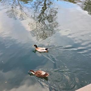 Photo #40 of 1085 Azalea Drive, Moneta, VA 0.4 acres