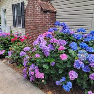 Photo #55 of 3105 Horseshoe Road, Appomattox, VA 1.1 acres