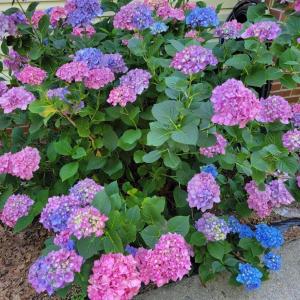 Photo #53 of 3105 Horseshoe Road, Appomattox, VA 1.1 acres