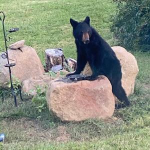 Photo #9 of 7392 Peaks Road, Bedford, VA 21.4 acres