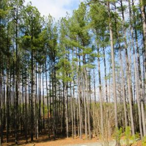 Photo #36 of 3324 Laurel Road, Shipman, VA 2.0 acres