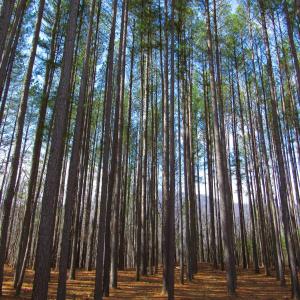 Photo #37 of 3324 Laurel Road, Shipman, VA 2.0 acres