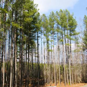 Photo #32 of 3324 Laurel Road, Shipman, VA 2.0 acres