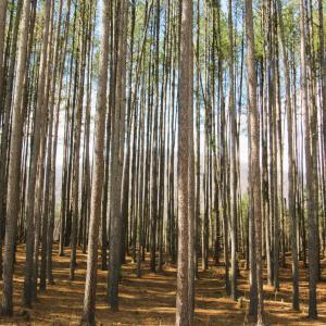 Photo #35 of 3324 Laurel Road, Shipman, VA 2.0 acres