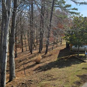 Beautiful view of the woods, which were all under brushed by the current owner.