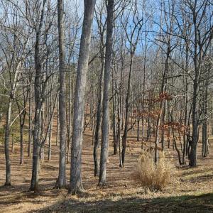 Beautiful woods, which were all under brushed by the current owner.