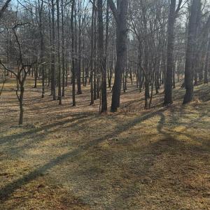 Beautiful view of the woods, which were all under brushed by the current owner & include well worn trails