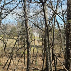 Privacy buffer from Glenn Haven Terrace