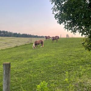 Photo #67 of 801 Purdum Mill Road, Appomattox, VA 28.3 acres