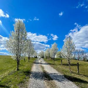 Photo #69 of 801 Purdum Mill Road, Appomattox, VA 28.3 acres