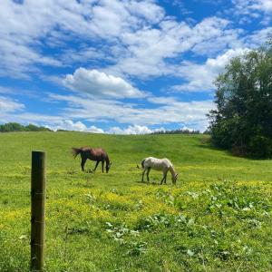Photo #70 of 801 Purdum Mill Road, Appomattox, VA 28.3 acres