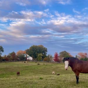 Photo #72 of 801 Purdum Mill Road, Appomattox, VA 28.3 acres