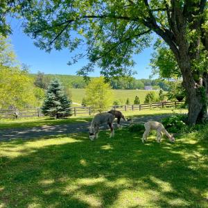 Photo #3 of 801 Purdum Mill Road, Appomattox, VA 28.3 acres