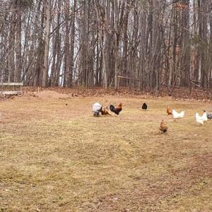 Photo #51 of 12668 Patrick Henry Hwy, Brookneal, VA 4.0 acres