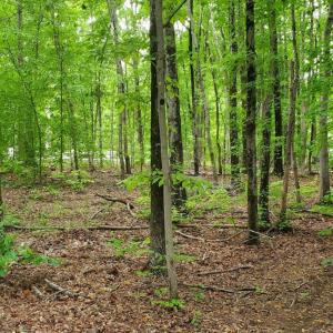 Photo #30 of 12668 Patrick Henry Hwy, Brookneal, VA 4.0 acres