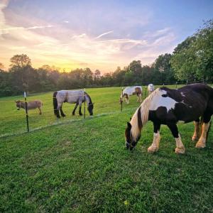 Photo #5 of 1350 Country Estates Drive, Lowry, VA 24.0 acres