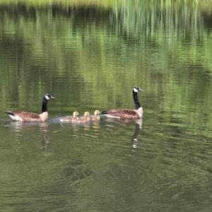 Photo #4 of 1350 Country Estates Drive, Lowry, VA 24.0 acres